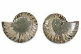 Cut & Polished Ammonite Fossil - Madagascar #377585-1